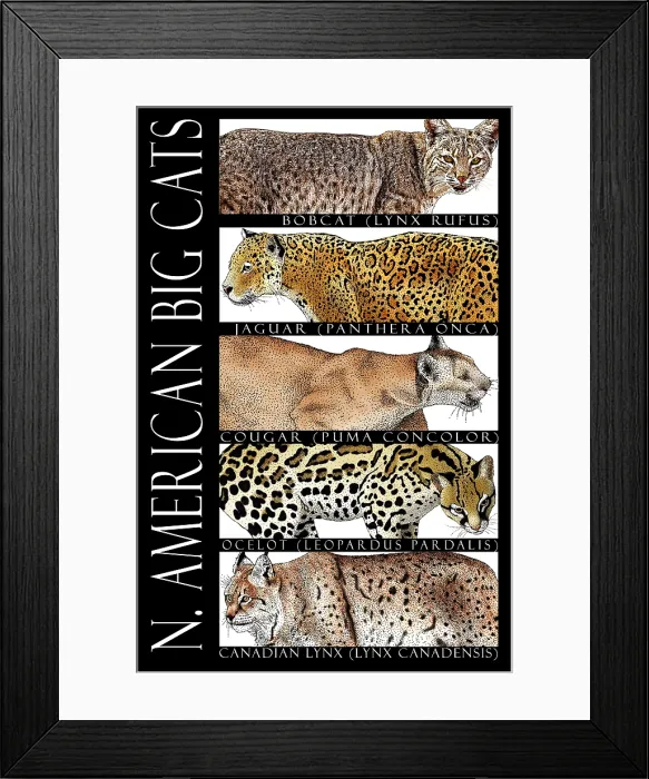 Framed Print : North American Big Cats, Poster Framed Print : North American Big Cats, Poster