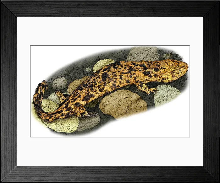 Framed Print : Japanese Giant Salamander Framed Print : Japanese Giant Salamander
