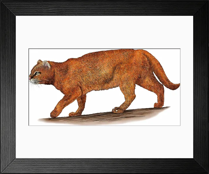 Framed Print : Jaguarundi Framed Print : Jaguarundi
