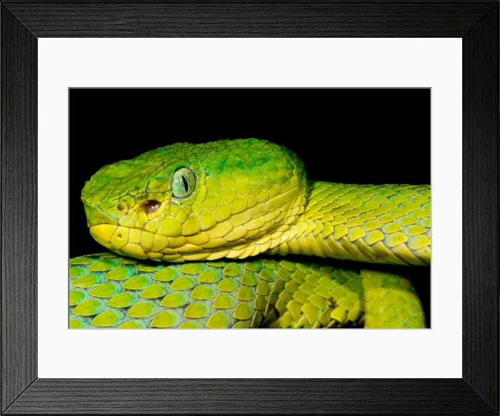 Framed Print : Guatemala Palm Pitviper Framed Print : Guatemala Palm Pitviper