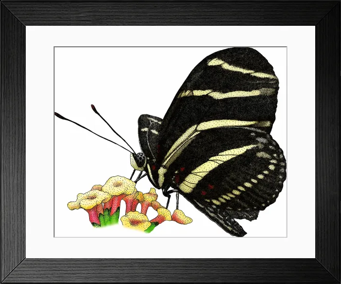 Framed Print : Zebra longwing butterfly