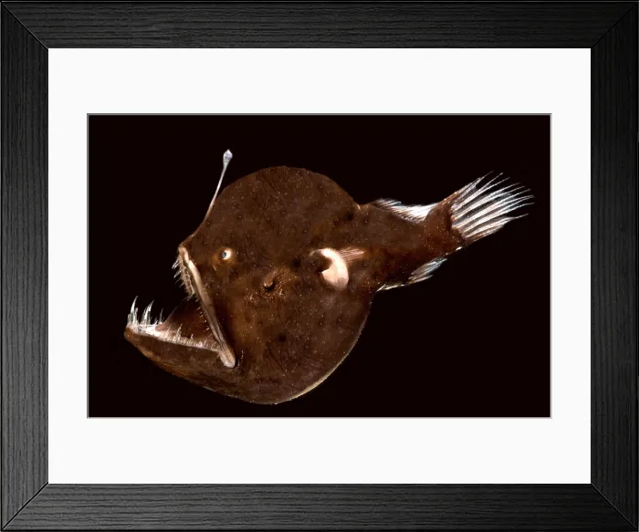 Framed Print : Abyssal Seadevil (Melanocetus murrayi) Framed Print : Abyssal Seadevil (Melanocetus murrayi)