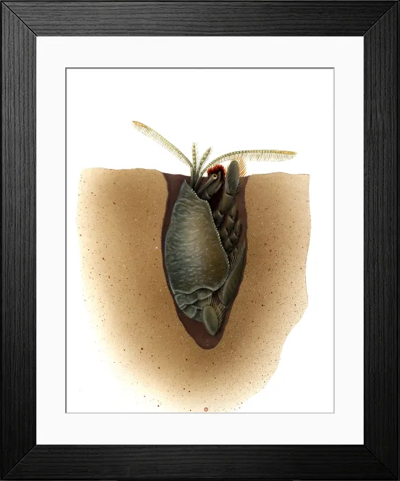 Framed Print : Mole Crab. Illustration of a Mole Crab Framed Print : Mole Crab. Illustration of a Mole Crab