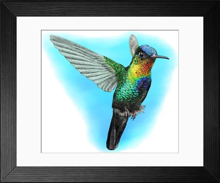 Framed Print : Fiery-throated Hummingbird, Illustration Framed Print : Fiery-throated Hummingbird, Illustration