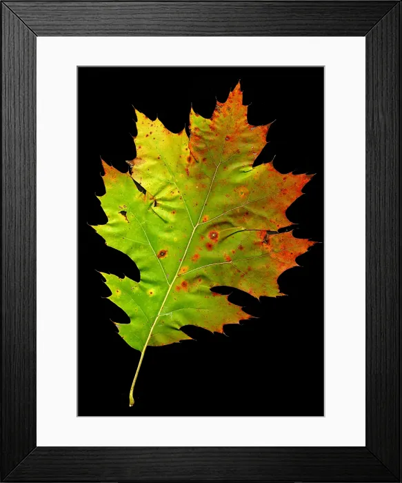 Framed Print : Autumn Oak Leaf Framed Print : Autumn Oak Leaf