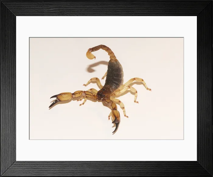 Framed Print : Scorpion, Anuroctonus pococki Framed Print : Scorpion, Anuroctonus pococki