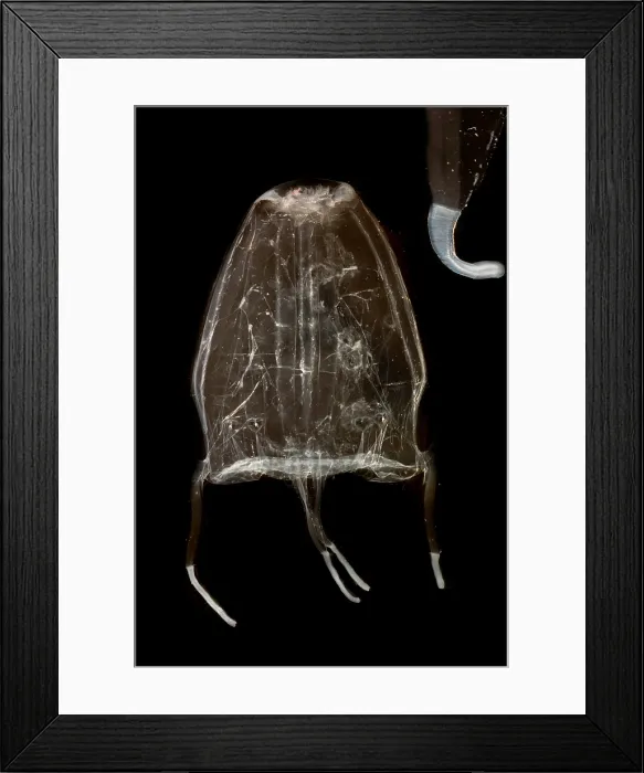 Framed Print : Box Jelly or 'Sea Wasp'