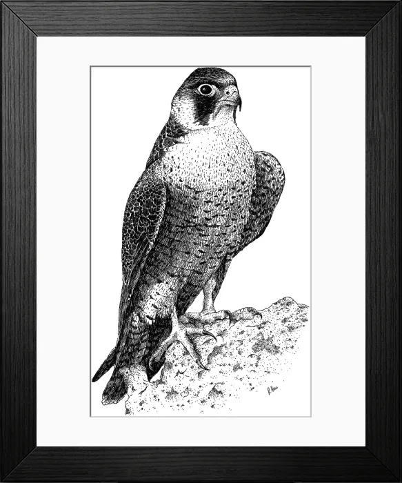 Framed Print : Peregrine Falcon Framed Print : Peregrine Falcon