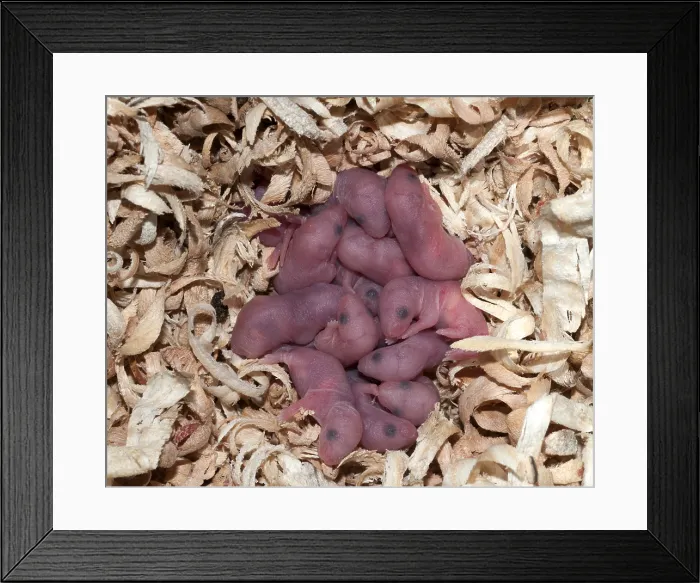 Framed Print : Newborn Mice Framed Print : Newborn Mice