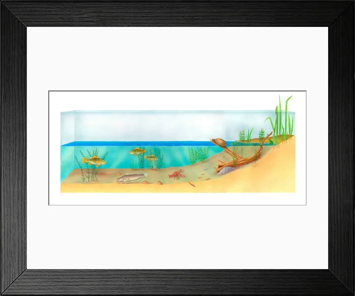 Framed Print : Pond Ecosystem Framed Print : Pond Ecosystem