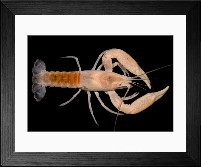 Framed Print : Miami Cave Crayfish
