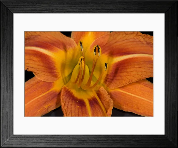 Framed Print : Daylily Flower Framed Print : Daylily Flower