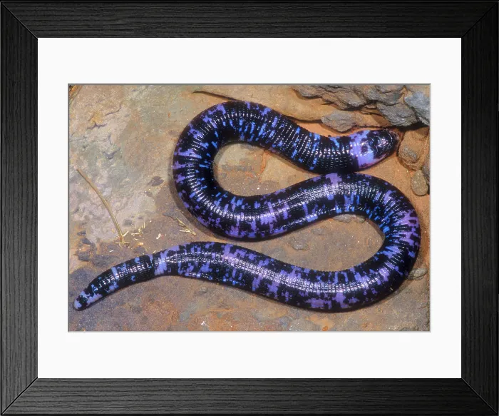 Framed Print : Speckled Worm Lizard Framed Print : Speckled Worm Lizard