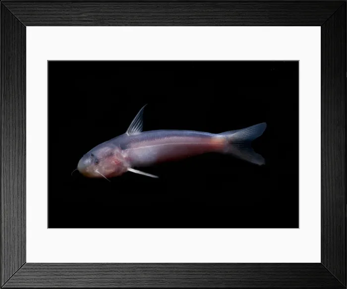 Framed Print : Amazon River Catfish
