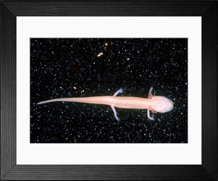 Framed Print : Honey Creek Salamander Framed Print : Honey Creek Salamander
