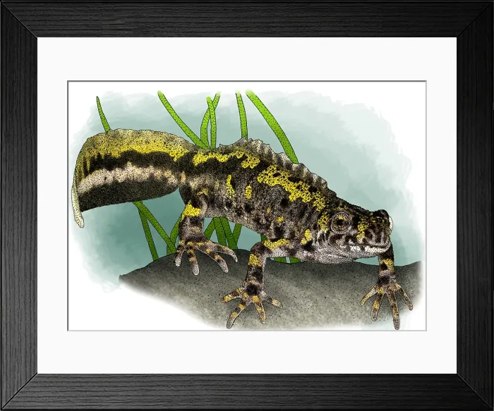 Framed Print : Marbled newt