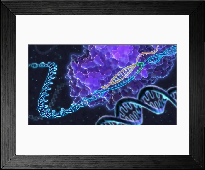 Framed Print : CRISPR Genome Editing Framed Print : CRISPR Genome Editing