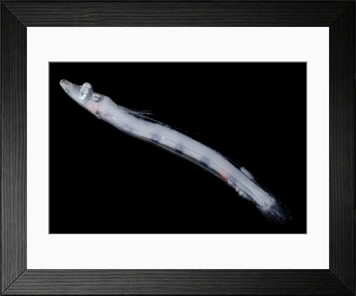 Framed Print : Brownsnout Spookfish Framed Print : Brownsnout Spookfish
