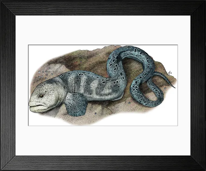 Framed Print : Wolf Eel. Illustration of a Wolf Eel (Anarrhichthys ocellatus) Framed Print : Wolf Eel. Illustration of a Wolf Eel (Anarrhichthys ocellatus)