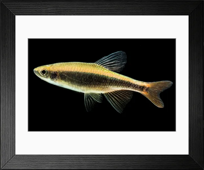 Framed Print : Broadstripe Shiner (Pteronotropis euryzonus) Framed Print : Broadstripe Shiner (Pteronotropis euryzonus)