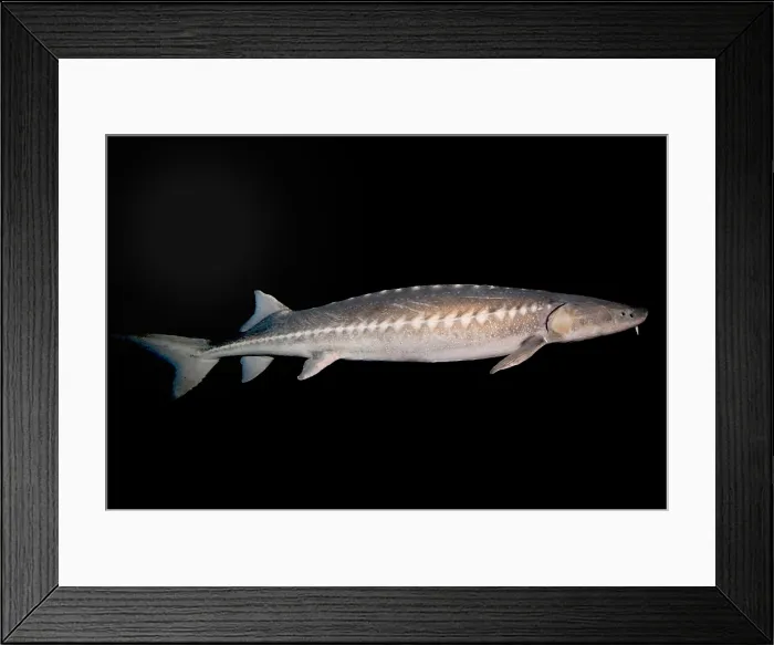 Framed Print : White Sturgeon