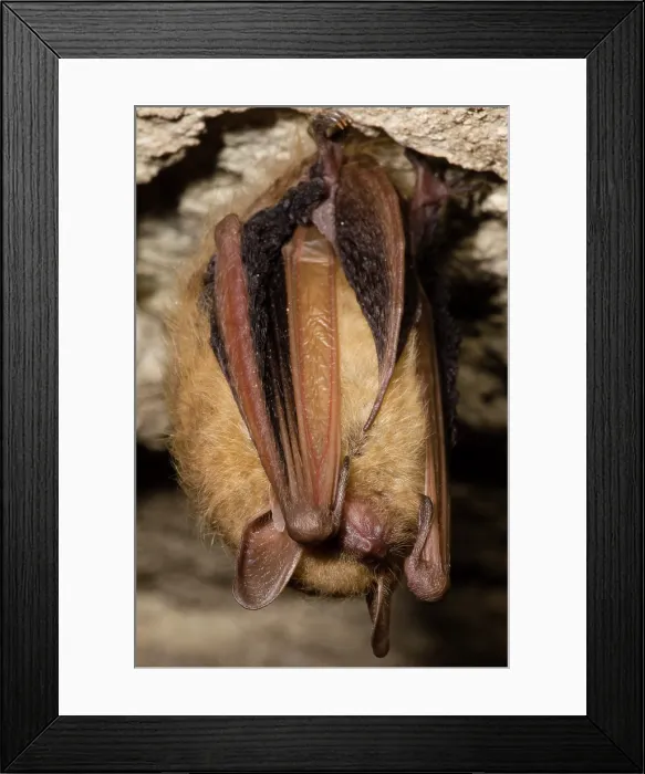 Framed Print : Tricolor Bat (Perimyotis subflavus) Framed Print : Tricolor Bat (Perimyotis subflavus)