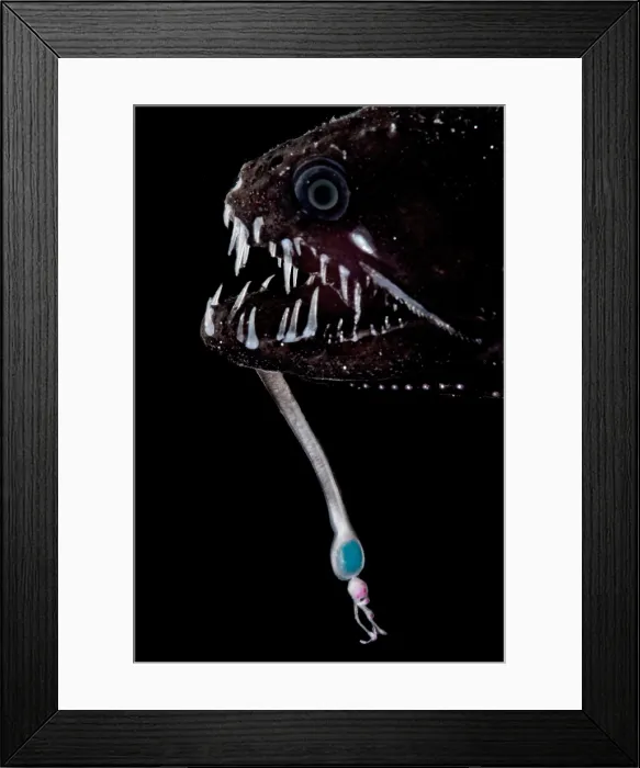 Framed Print : Threadfin Dragonfish (Echiostoma barbatum)