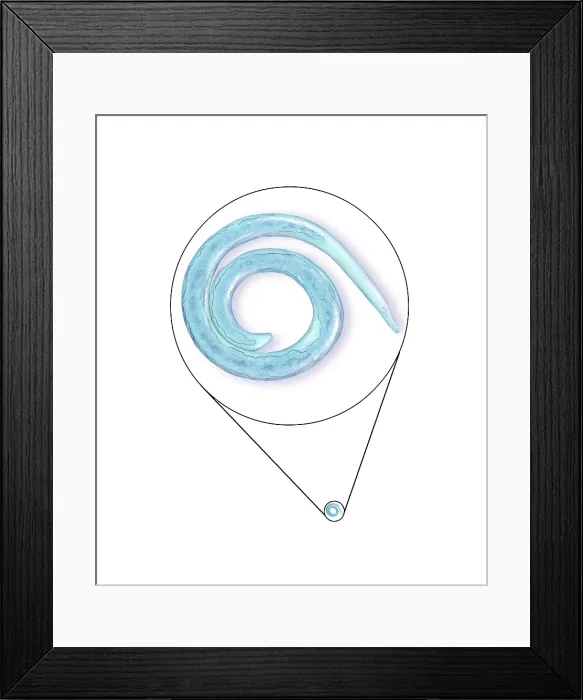 Framed Print : Soil Nematode, Illustration Framed Print : Soil Nematode, Illustration