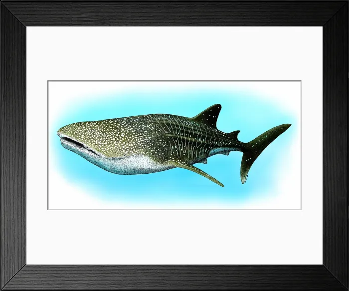 Framed Print : Whale Shark Framed Print : Whale Shark