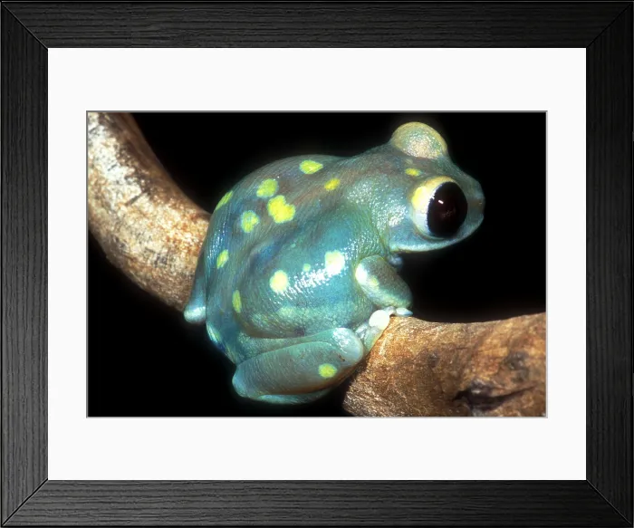 Framed Print : Uluguru Forest Treefrog Framed Print : Uluguru Forest Treefrog