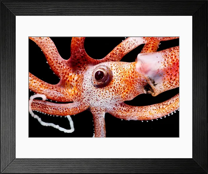 Framed Print : Joubin's squid (Joubiniteuthis portieri) Framed Print : Joubin's squid (Joubiniteuthis portieri)