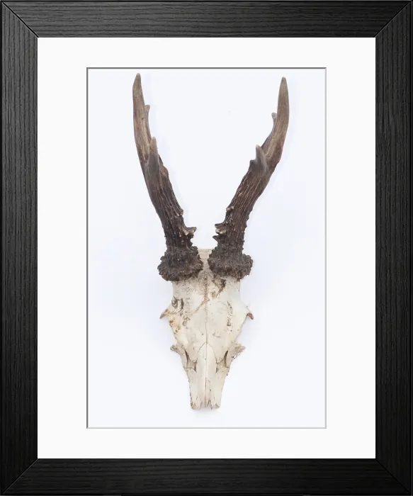 Framed Print : Male roe deer antlers Framed Print : Male roe deer antlers