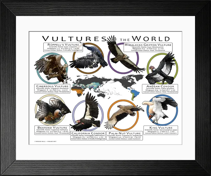 Framed Print : Vultures of the World
