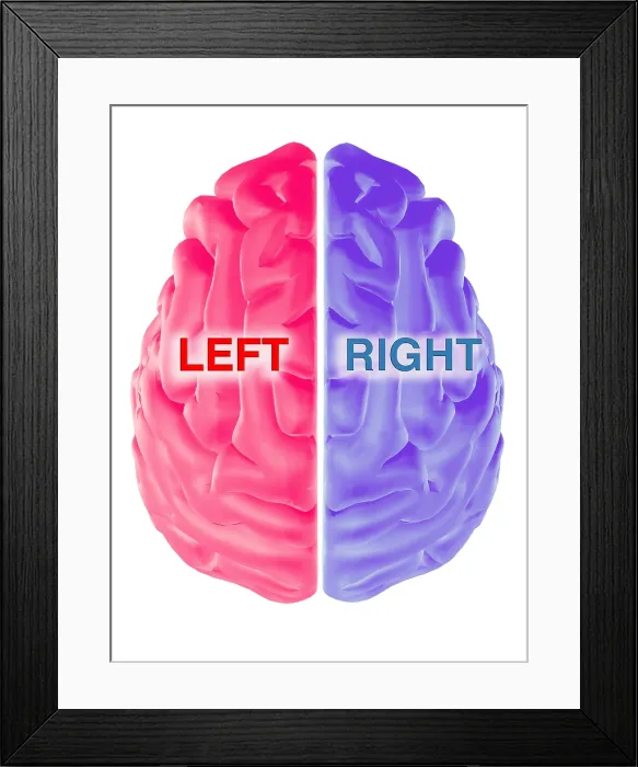 Framed Print : Hemispheres of the Brain Framed Print : Hemispheres of the Brain