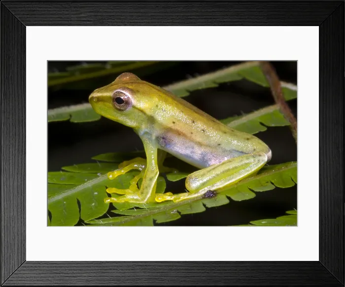 Framed Print : Red Skirted Tree Frog Framed Print : Red Skirted Tree Frog
