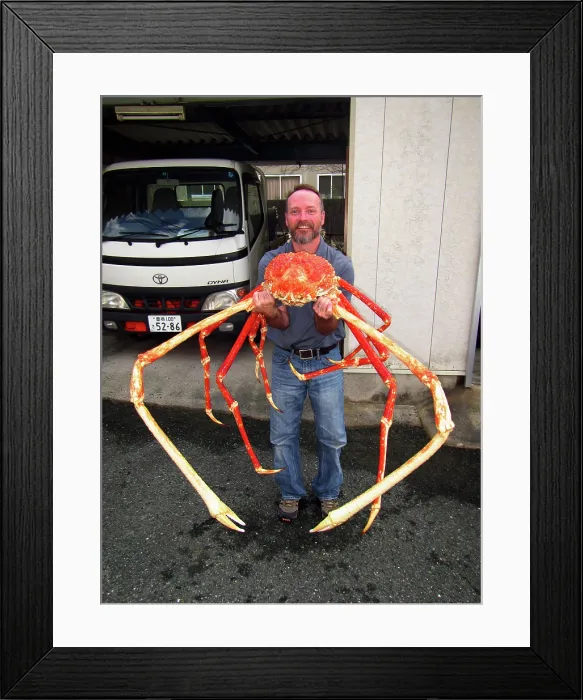 Framed Print : Japanese Spider Crab (Macrocheira kaempferi)