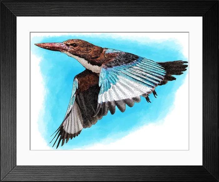 Framed Print : White Throated Kingfisher Framed Print : White Throated Kingfisher
