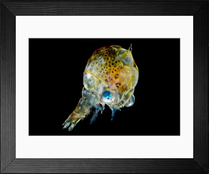 Framed Print : Pea Crab Larva (Pinnotheridae sp.) Framed Print : Pea Crab Larva (Pinnotheridae sp.)