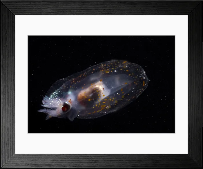 Framed Print : Mesopelagic Squid Framed Print : Mesopelagic Squid