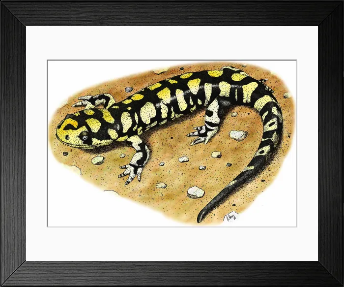 Framed Print : Tiger Salamander Framed Print : Tiger Salamander