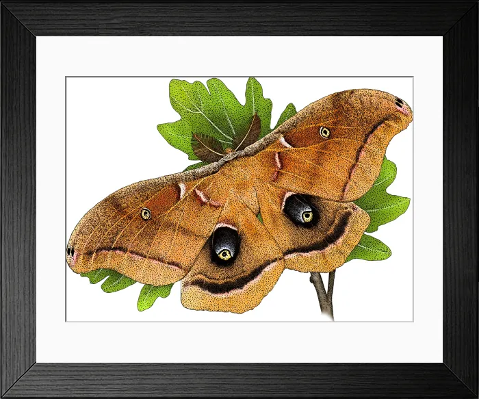 Framed Print : Polyphemus Moth, A. polyphemus, Illustration Framed Print : Polyphemus Moth, A. polyphemus, Illustration