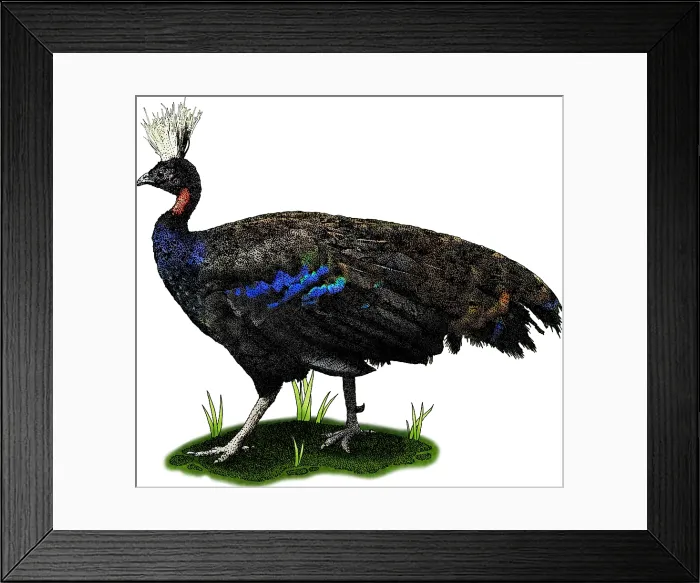 Framed Print : Congo Peafowl