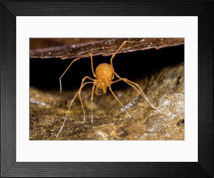 Framed Print : Cave Opilionid Framed Print : Cave Opilionid