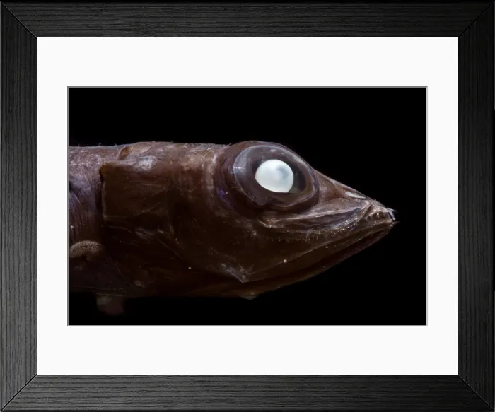 Framed Print : Teardrop Tubeshoulder (Holtbyrnia innesi) Framed Print : Teardrop Tubeshoulder (Holtbyrnia innesi)