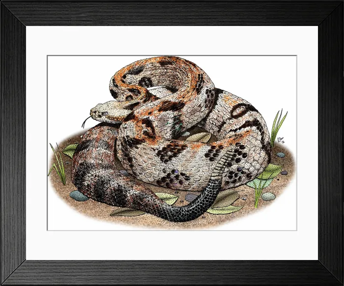 Framed Print : Timber rattlesnake Framed Print : Timber rattlesnake