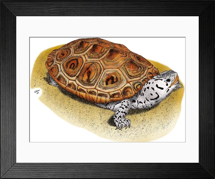 Framed Print : Ornate Diamondback Terrapin