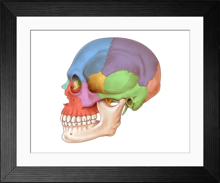 Framed Print : Lateral Skull, Illustration Framed Print : Lateral Skull, Illustration