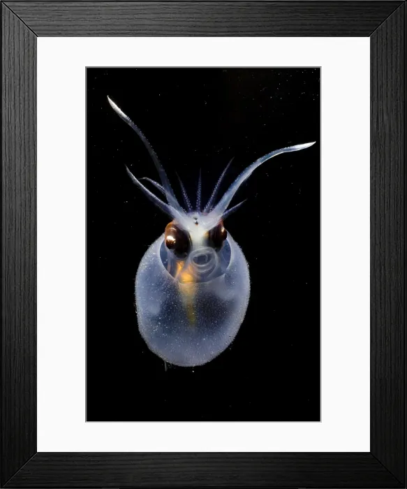 Framed Print : Cockatoo Squid Framed Print : Cockatoo Squid