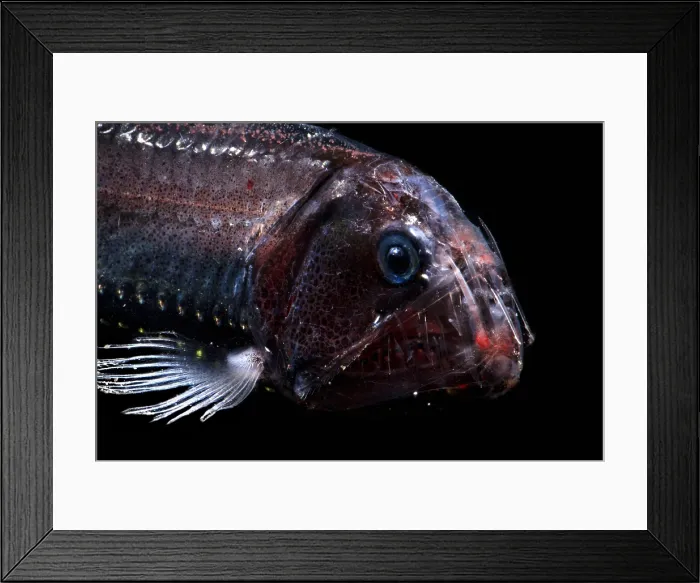 Framed Print : Pacific Viperfish Framed Print : Pacific Viperfish