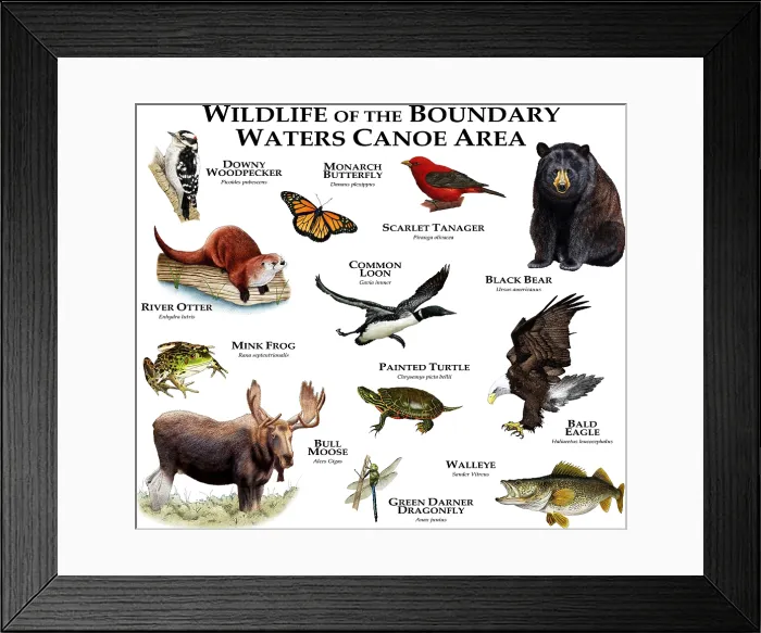 Framed Print : Wildlife of the Boundary Waters Canoe Area Framed Print : Wildlife of the Boundary Waters Canoe Area